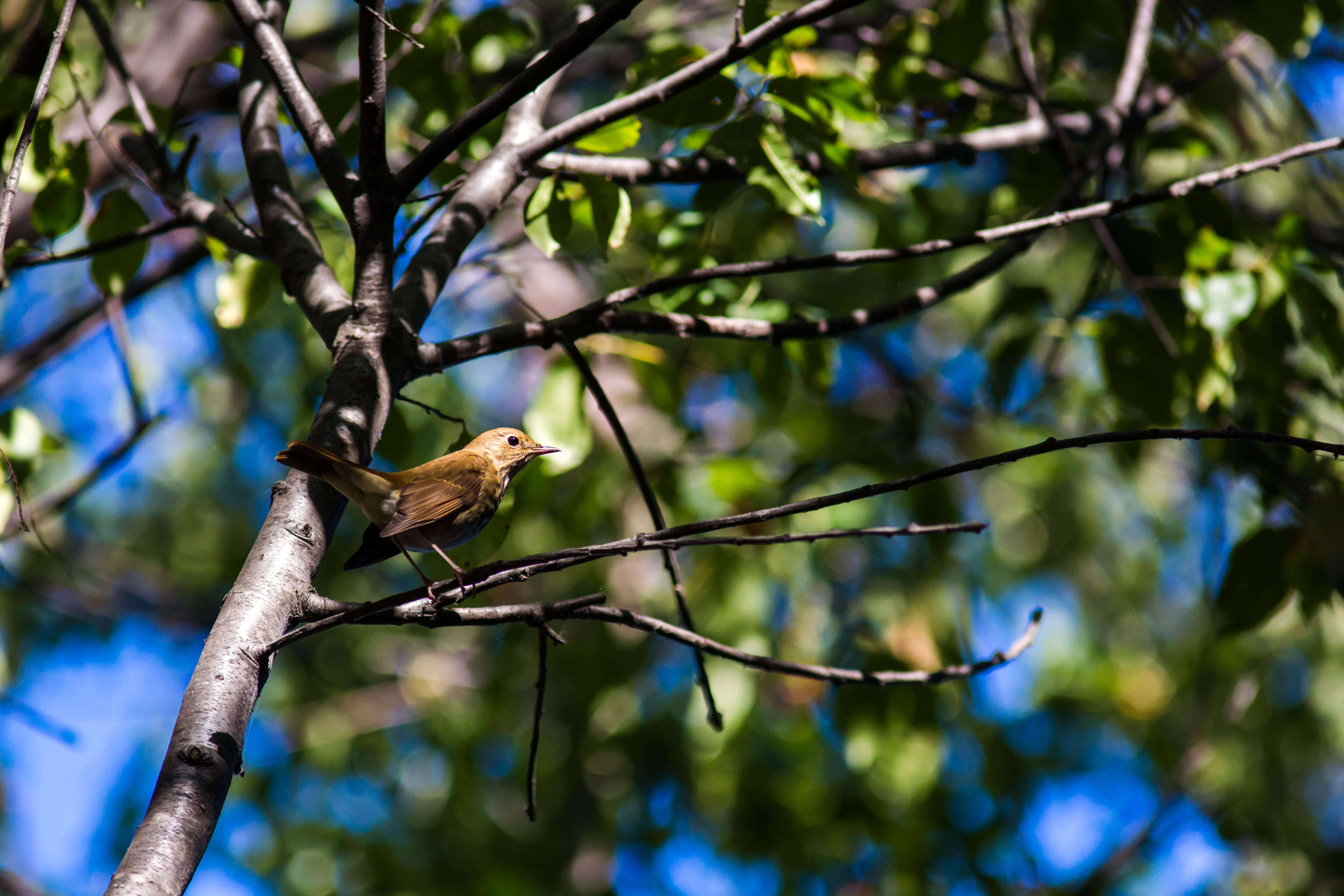 Image of Hermit Thrush