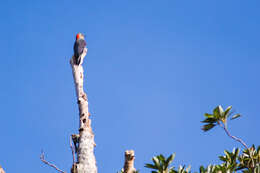 Image of Red-bellied Woodpecker