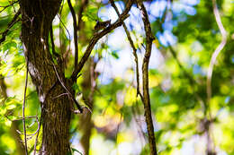 Image of Blue-headed Vireo