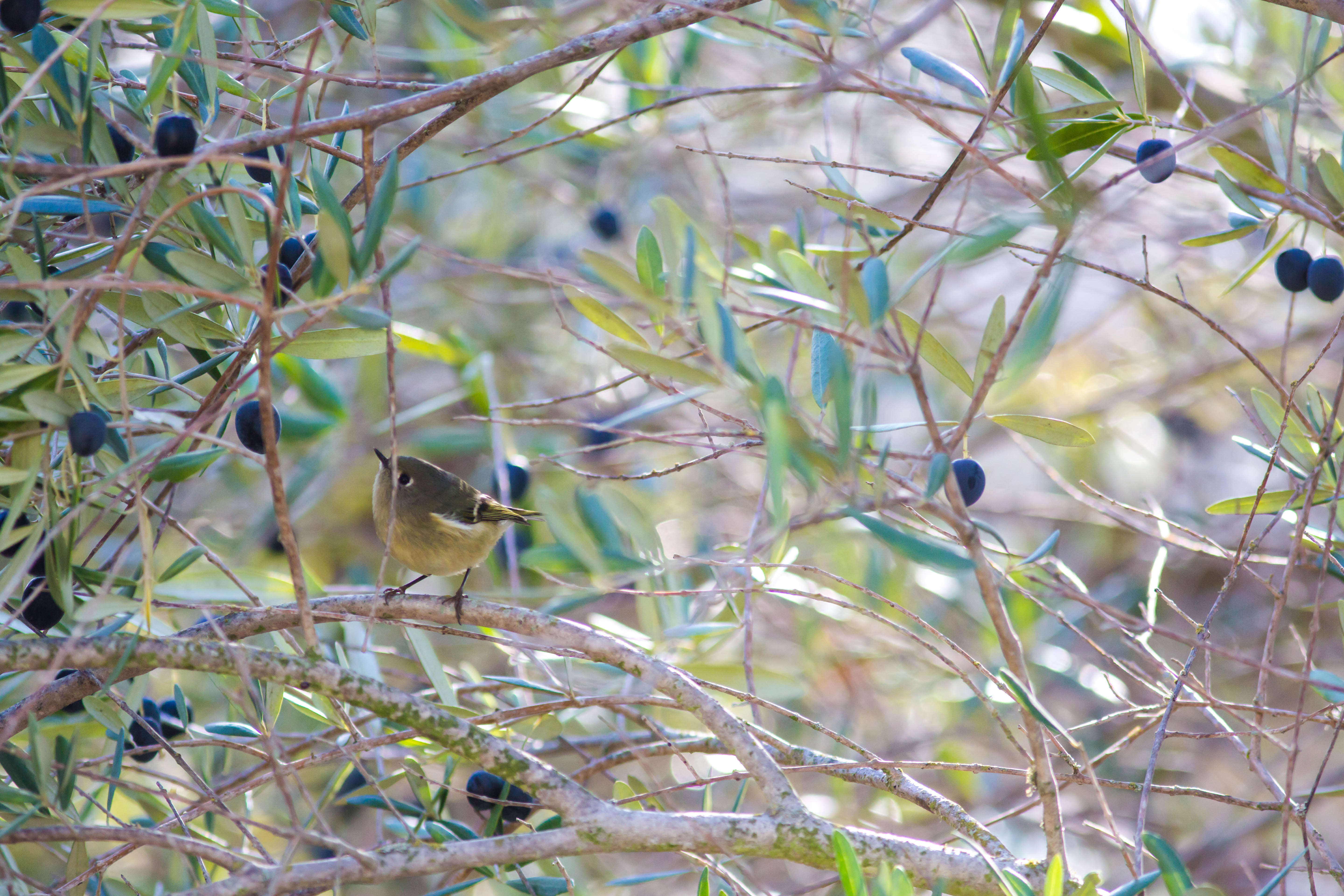 Image of goldcrests and kinglets