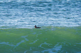 Image of scoter