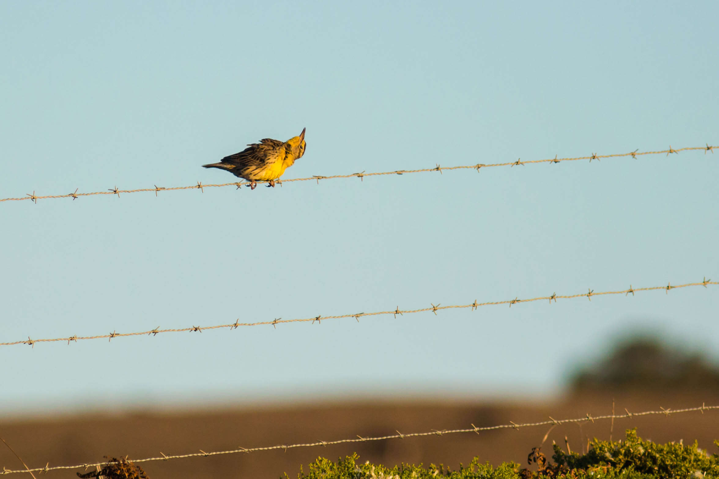 Image of Western Meadowlark