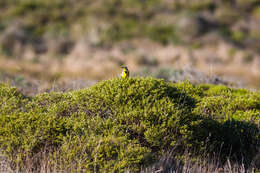 Image of Western Meadowlark