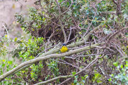 Image of Lesser Goldfinch