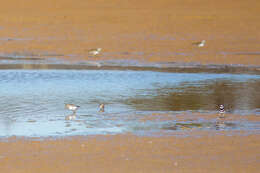 Image of Least Sandpiper