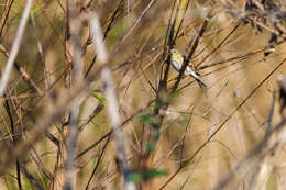 Image of American Goldfinch