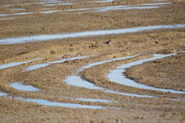 Image of Killdeer