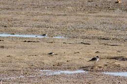 Image of Least Sandpiper