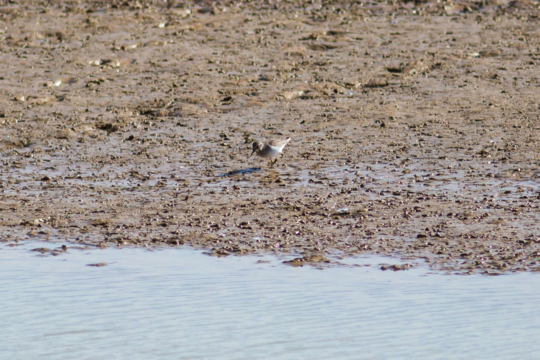 Image of Least Sandpiper