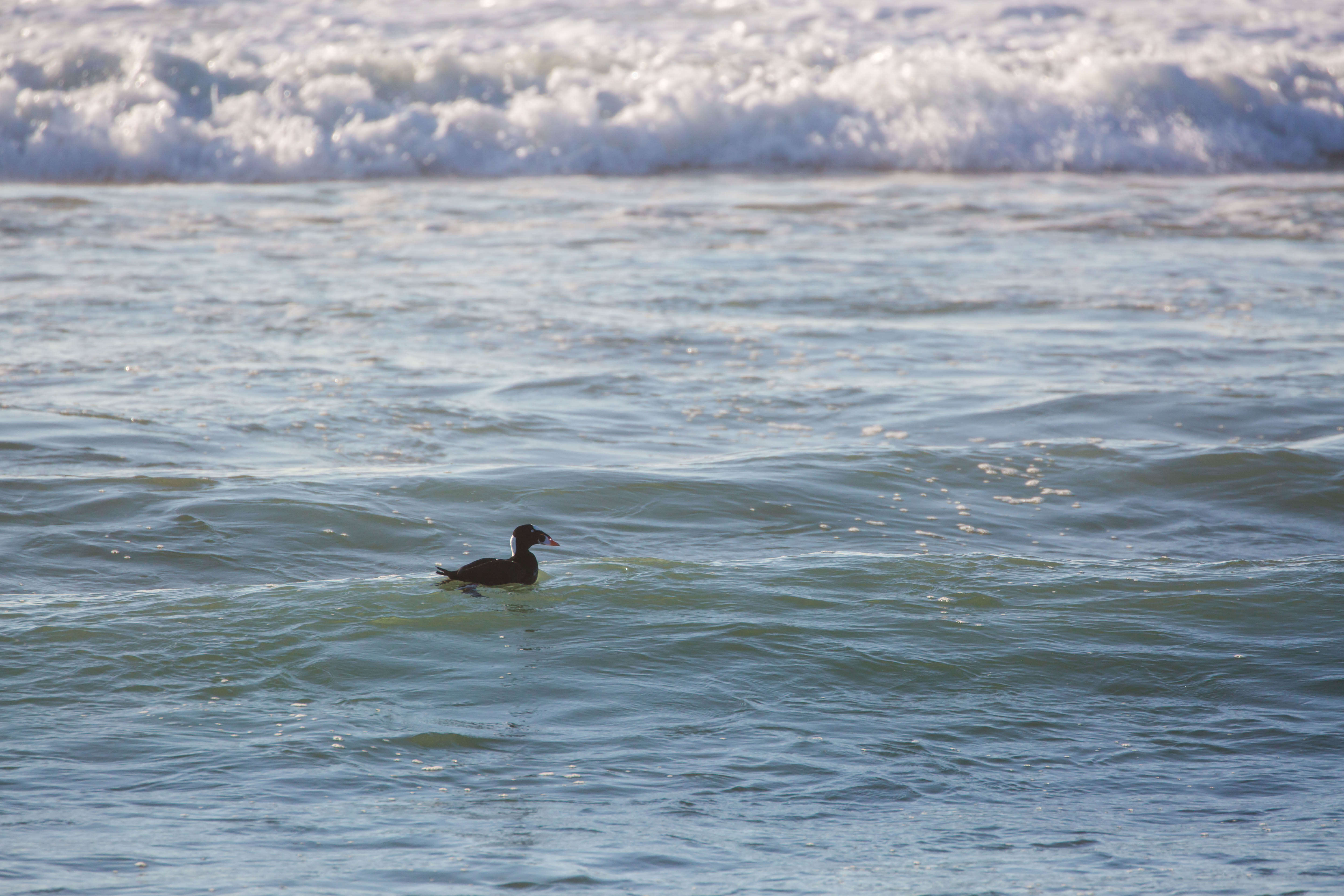 Image of scoter