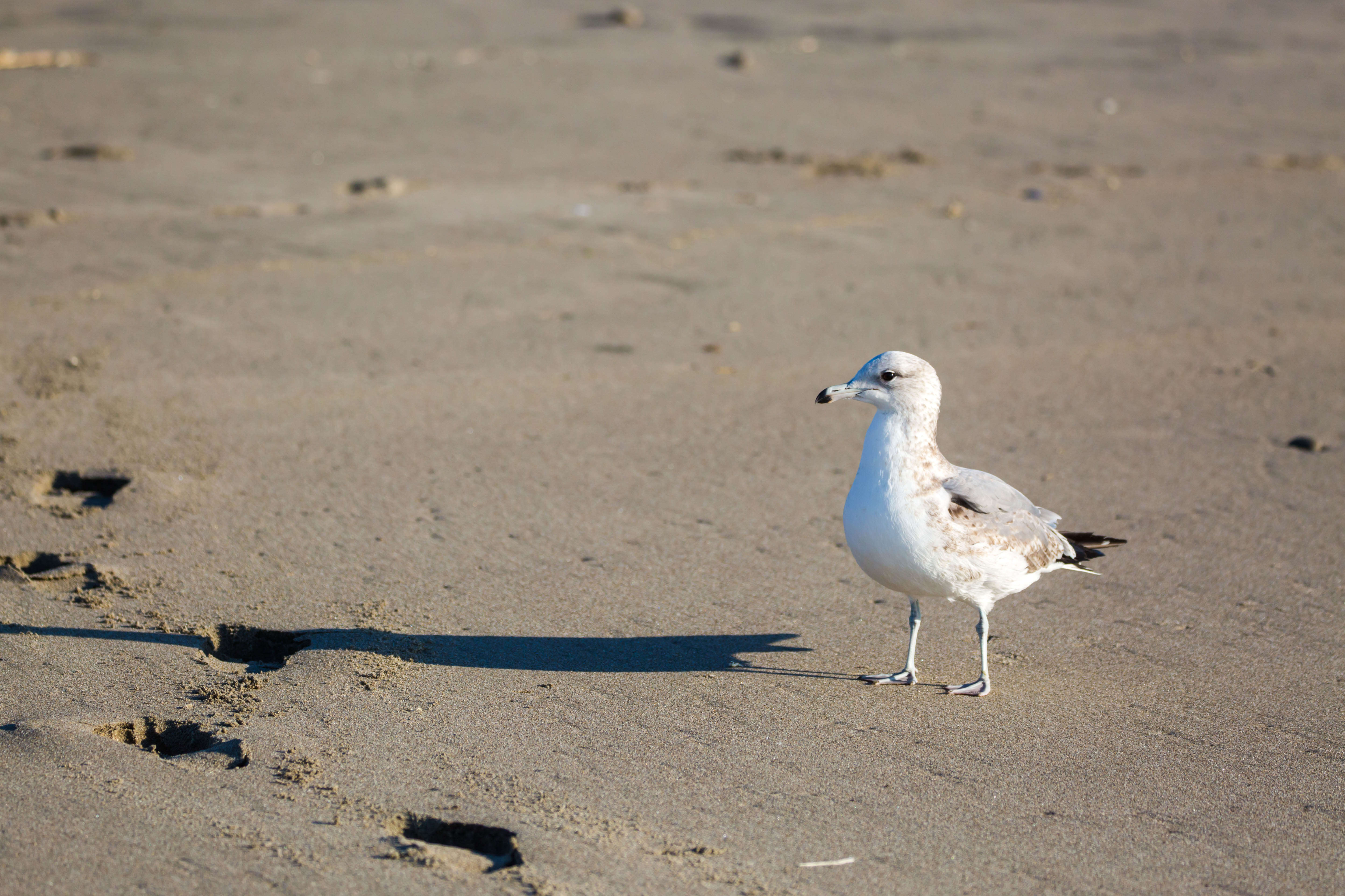 Image of California Gull