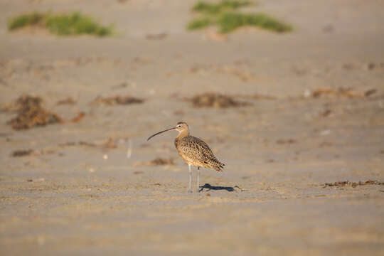 Image of Long-billed Curlew