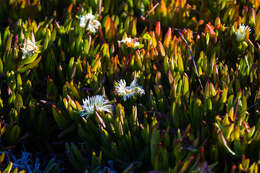 Image of ice plant