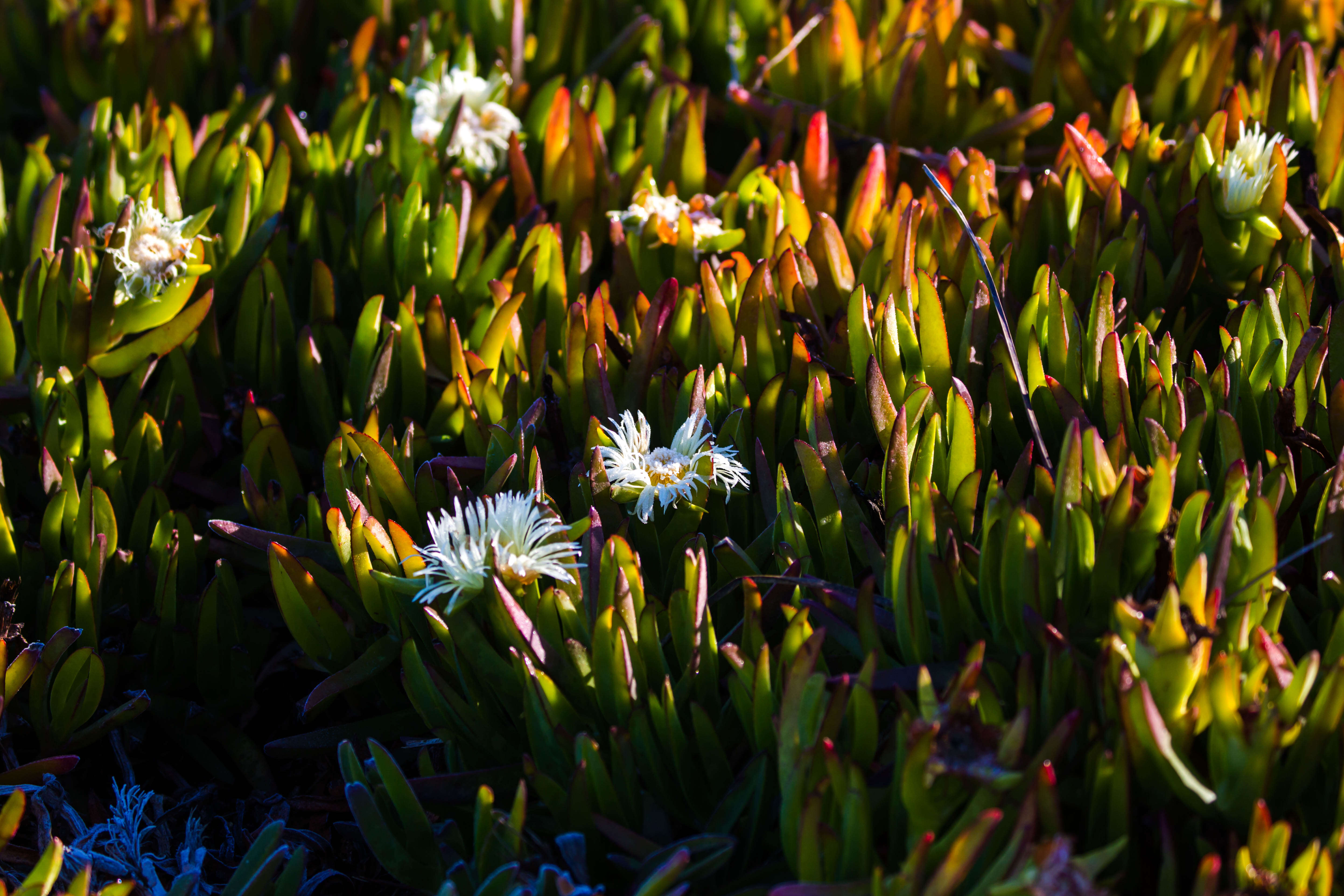 Image of ice plant