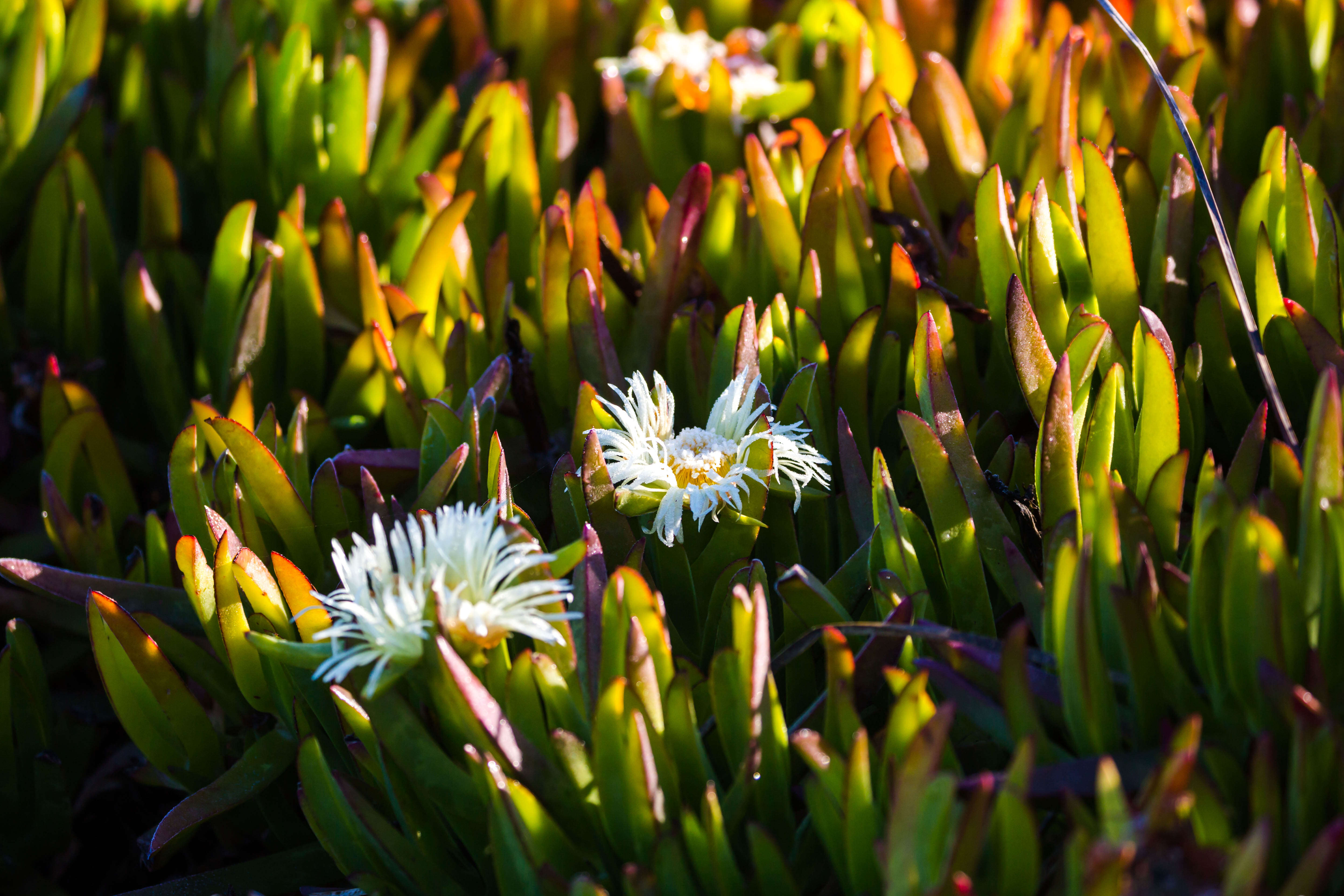 Image of ice plant