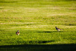 Image of Killdeer