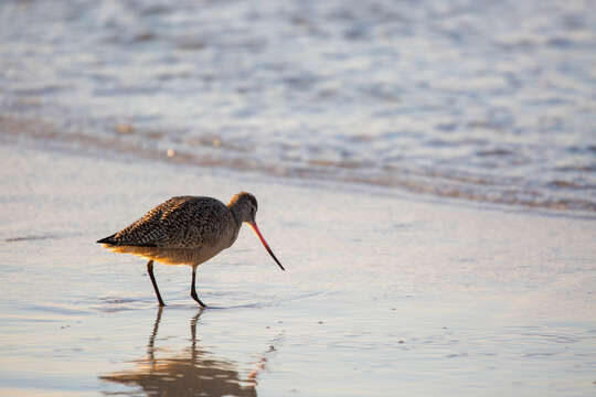 Image of Marbled Godwit