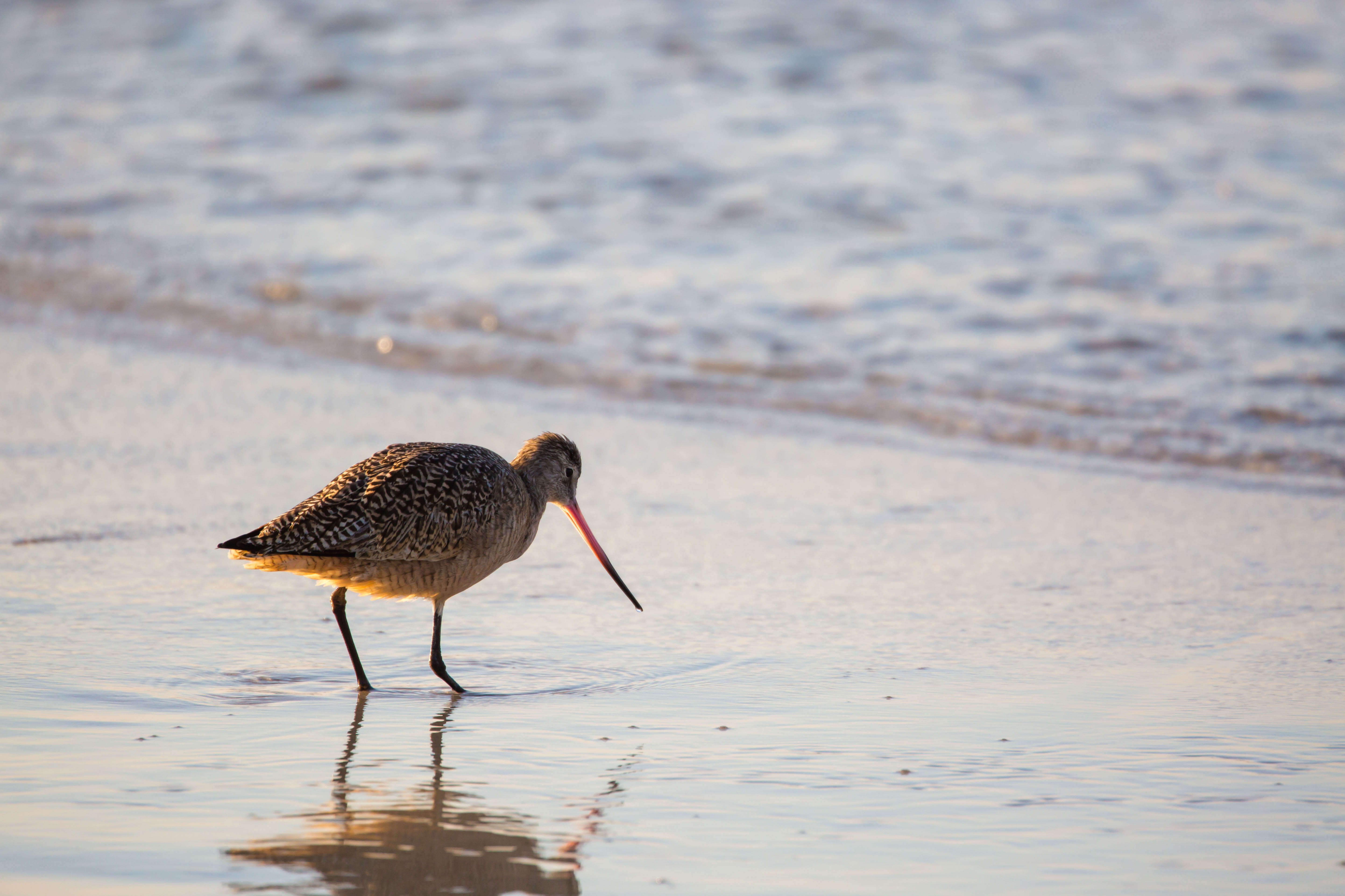 Image of Marbled Godwit