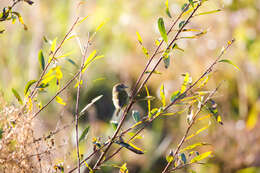 Image of Orange-crowned Warbler