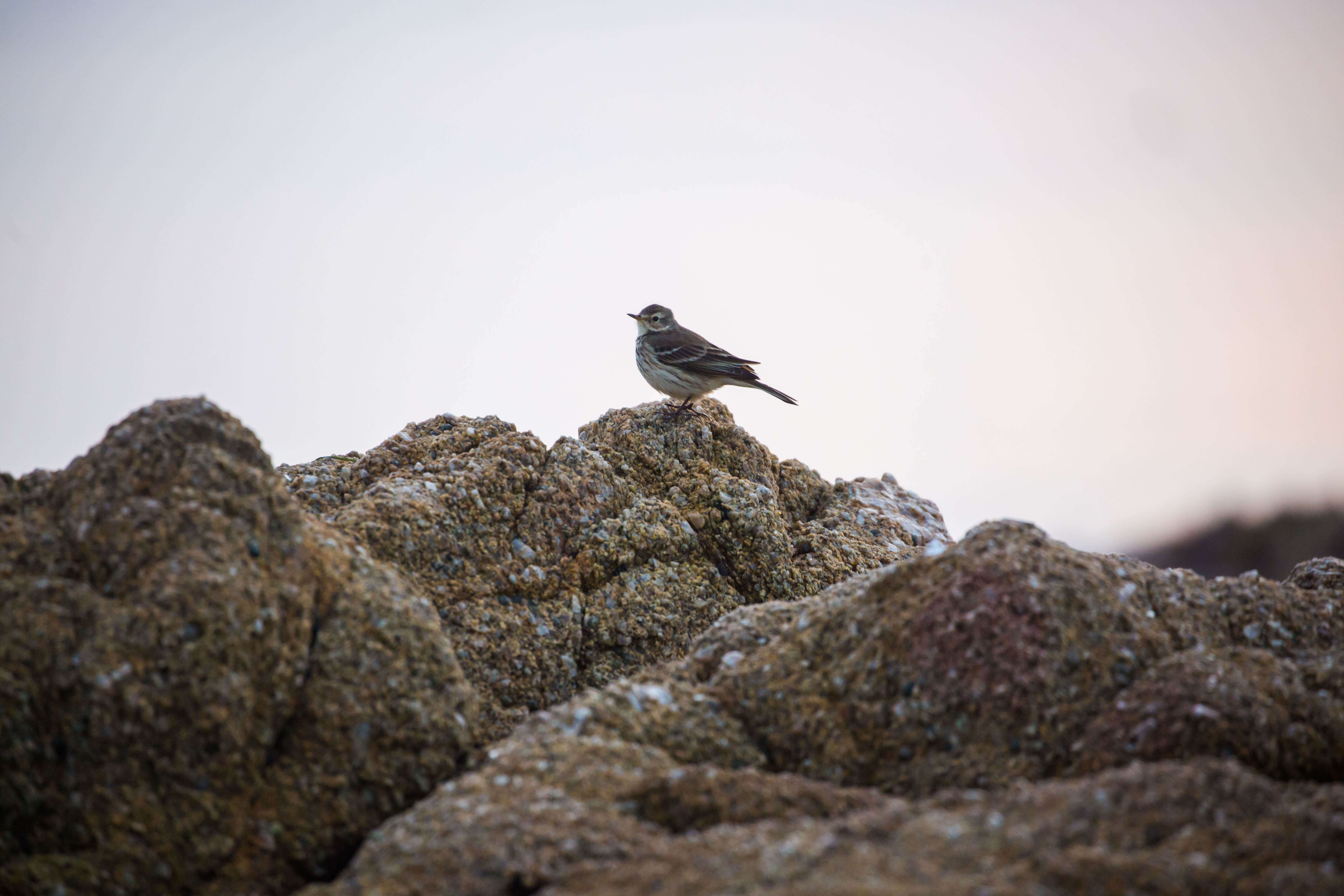 Image of American Pipit