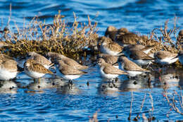 Image of Western Sandpiper