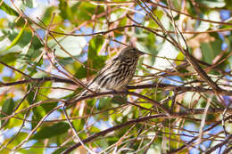 Image of Pine Siskin