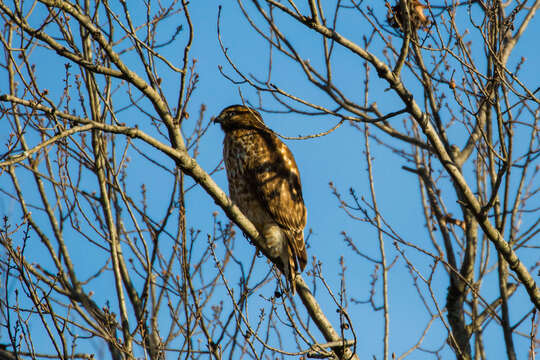 Image of Red-shouldered Hawk