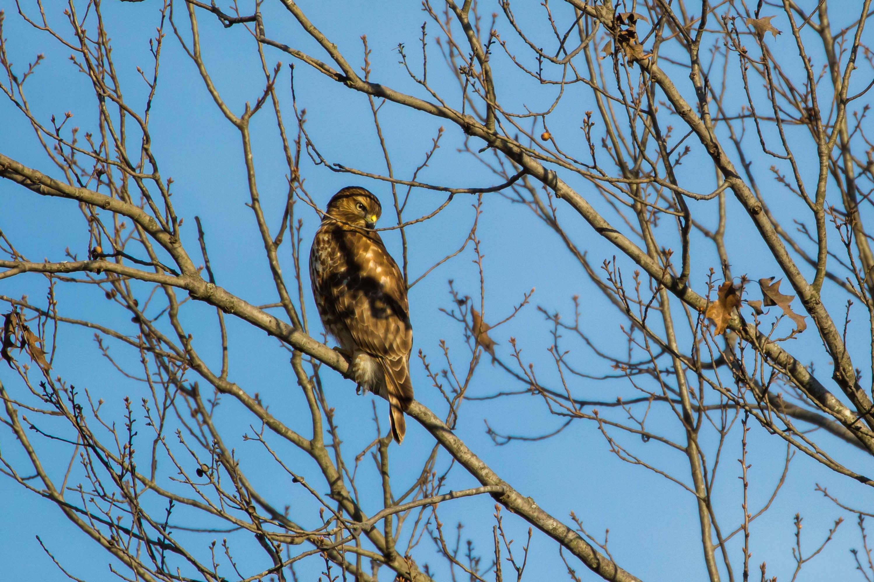 Image of Red-shouldered Hawk