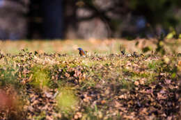 Image of Eastern Bluebird