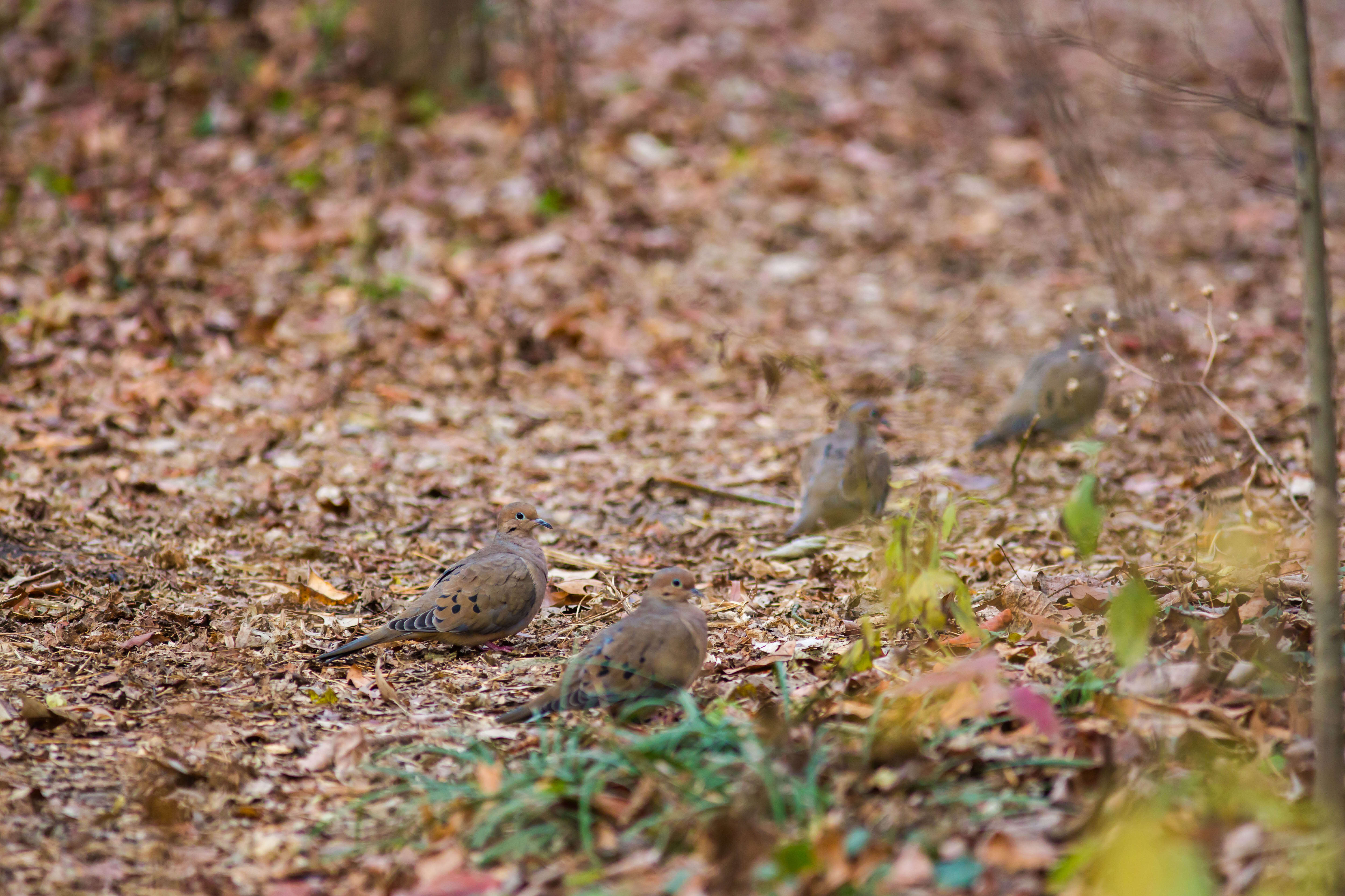 Image of American Mourning Dove