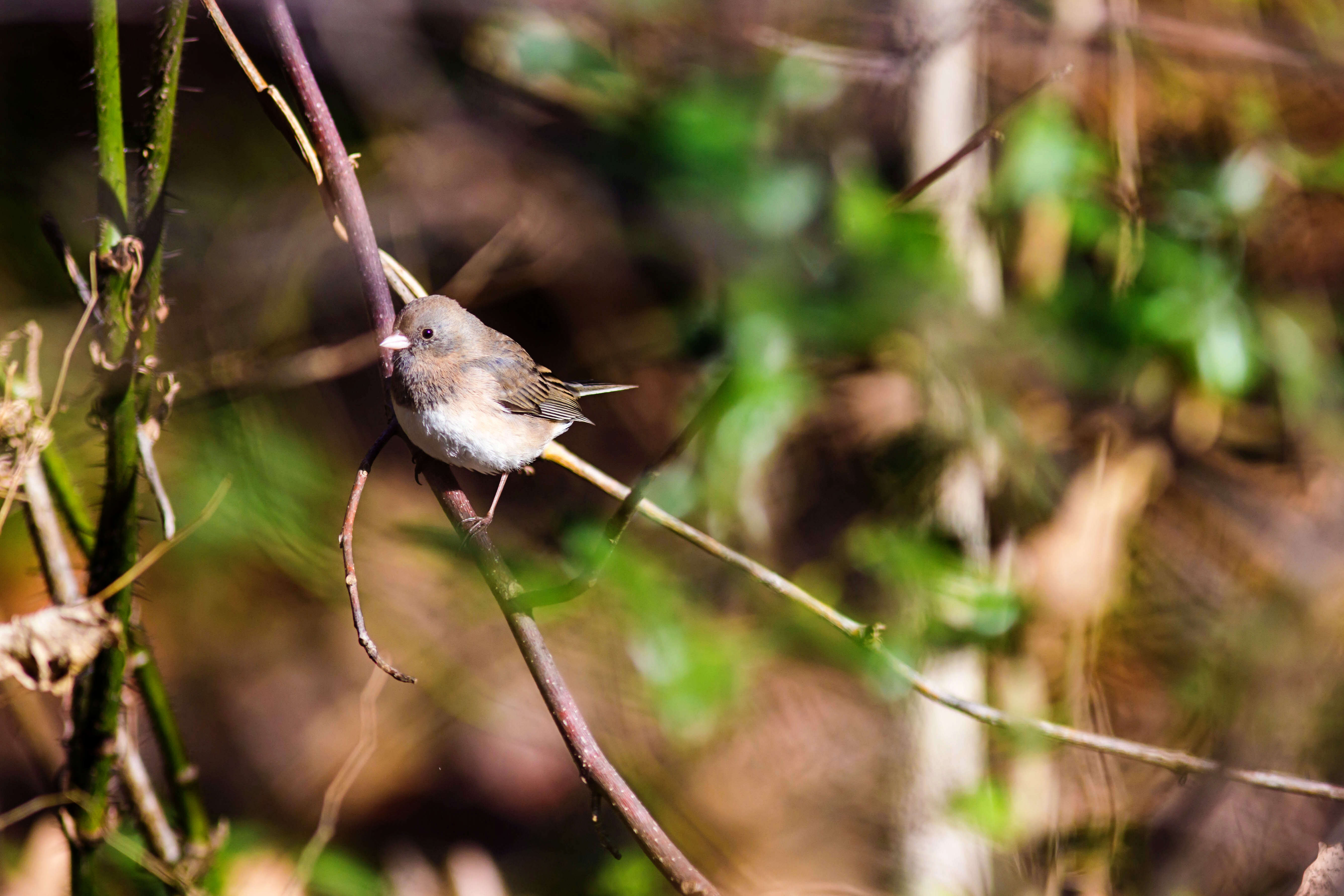 Image of juncos