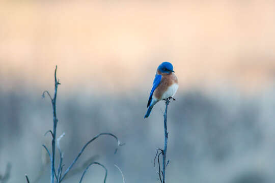 Image of Eastern Bluebird