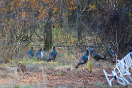 Imagem de Meleagris gallopavo Linnaeus 1758