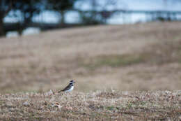 Image of Killdeer