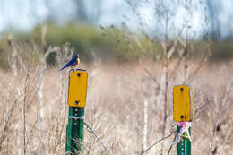 Image of Eastern Bluebird