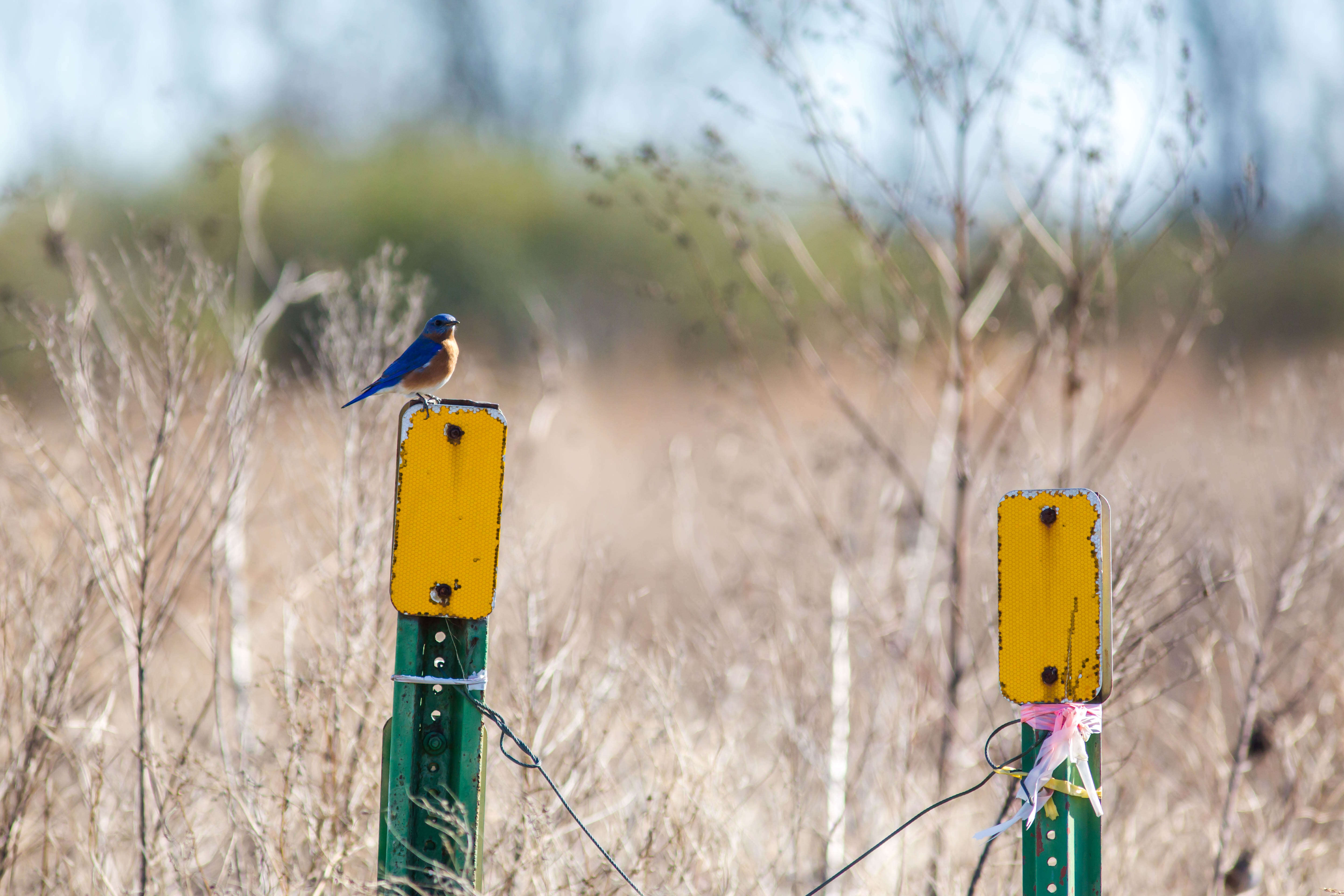 Image of Eastern Bluebird