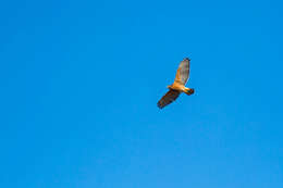 Image of Red-shouldered Hawk