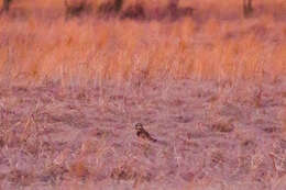 Image de Hibou des marais