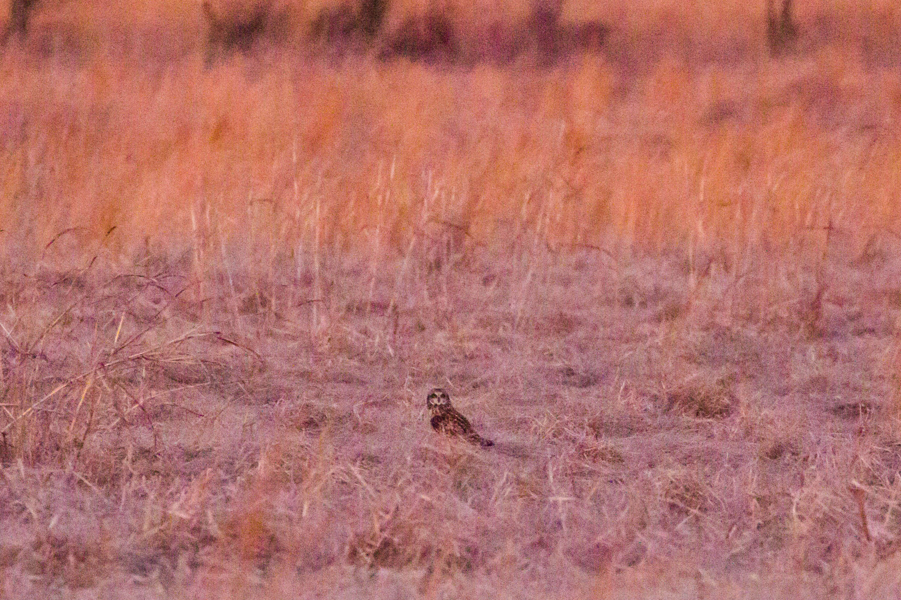 Image de Hibou des marais