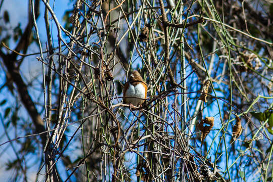 Image of Eastern Towhee