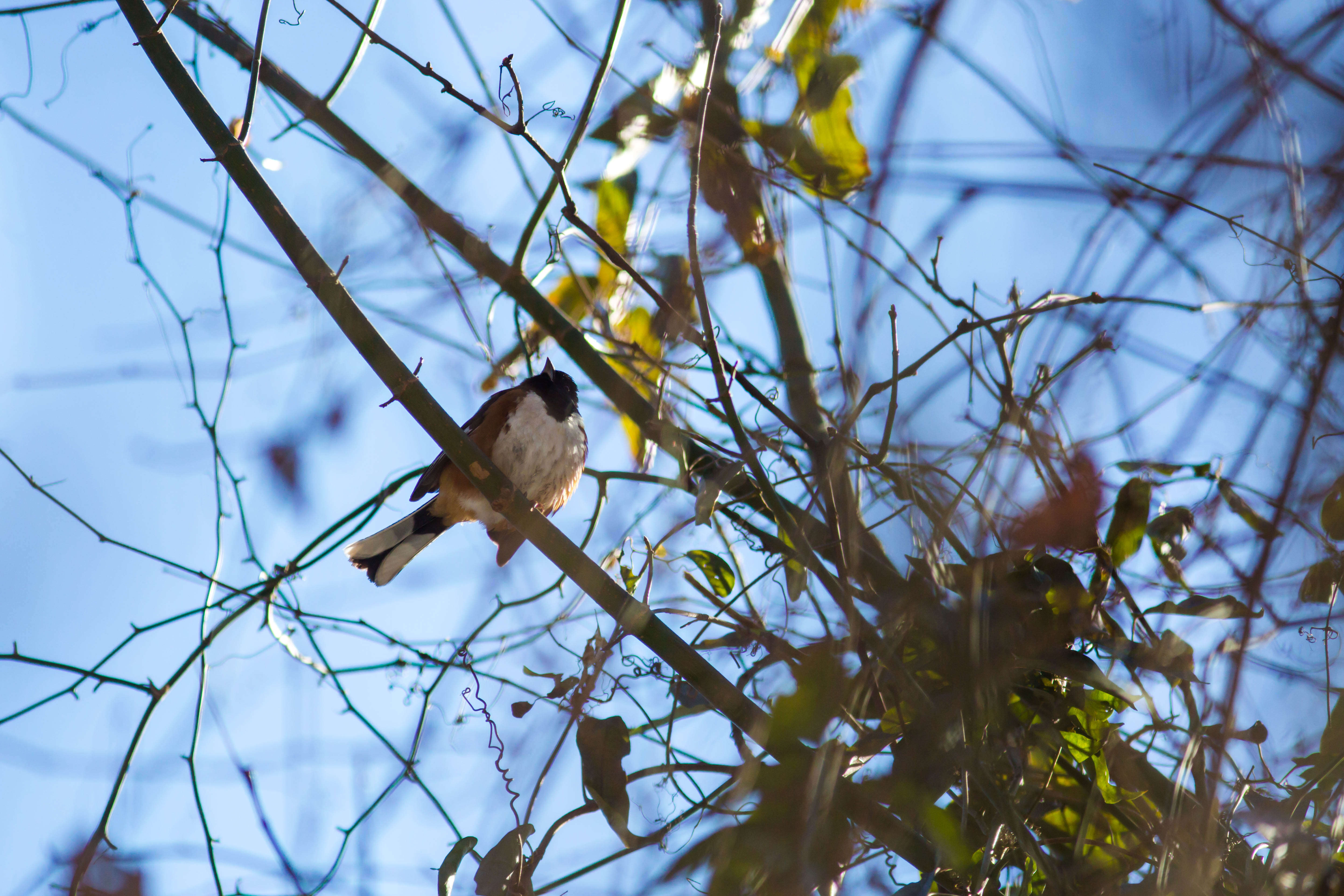 Image of Eastern Towhee