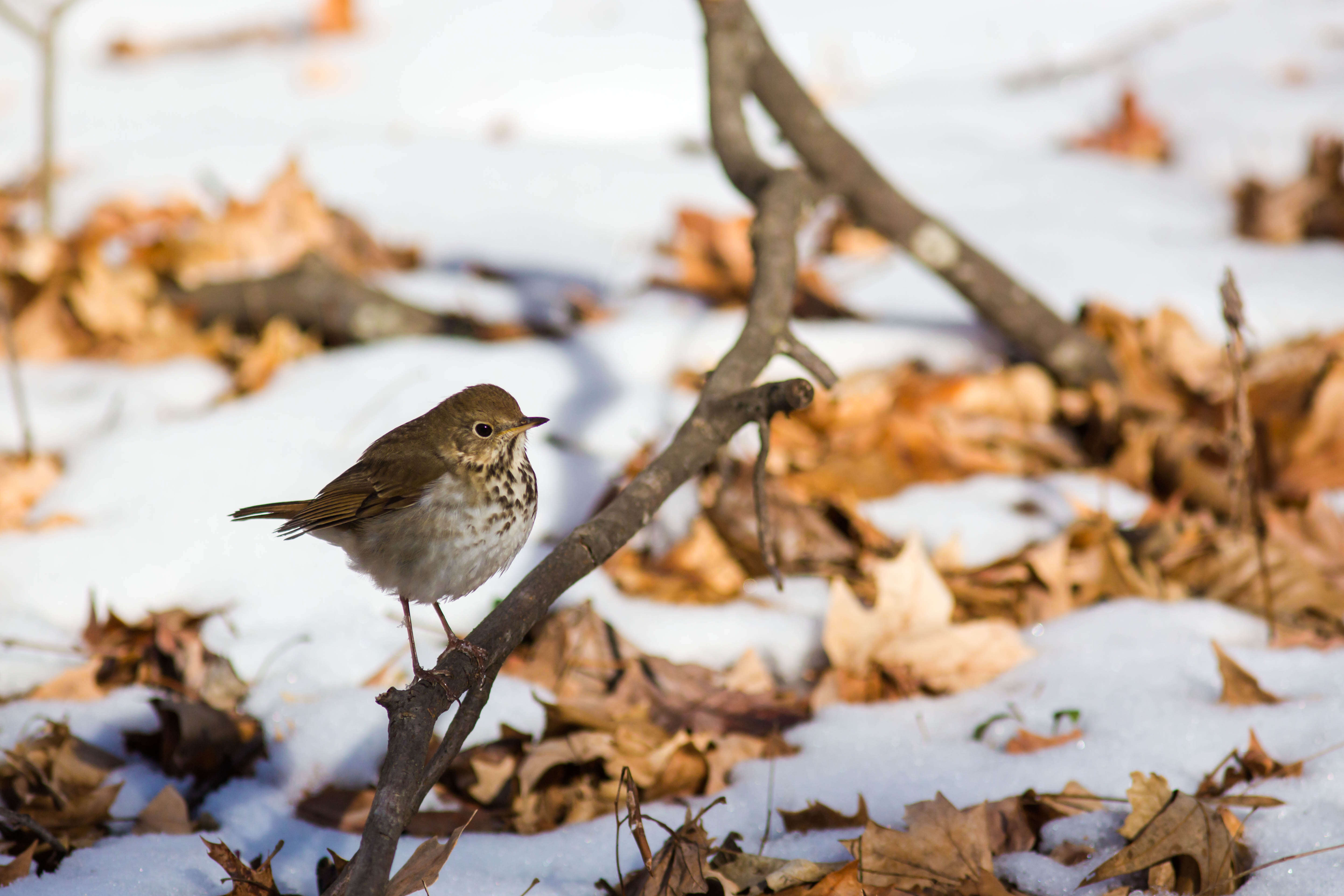 Image of Hermit Thrush