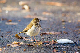 Image of Hermit Thrush