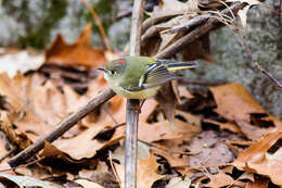 Image of goldcrests and kinglets