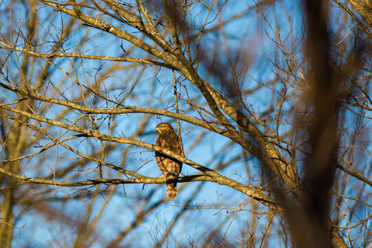 Image of Red-shouldered Hawk