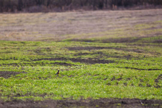 Image of American Robin