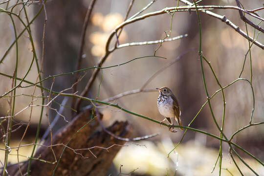 Image of Hermit Thrush