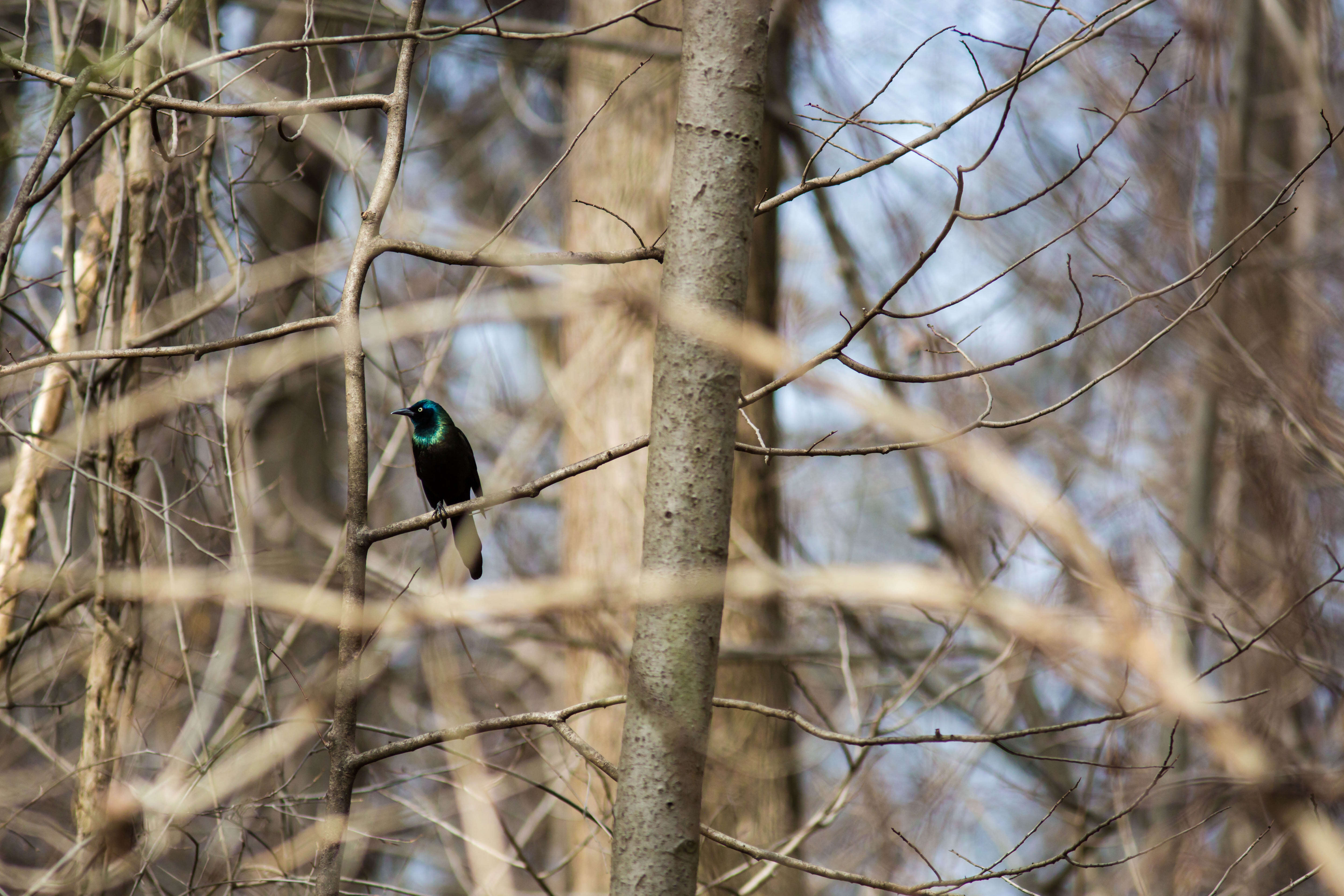 Image of Common Grackle