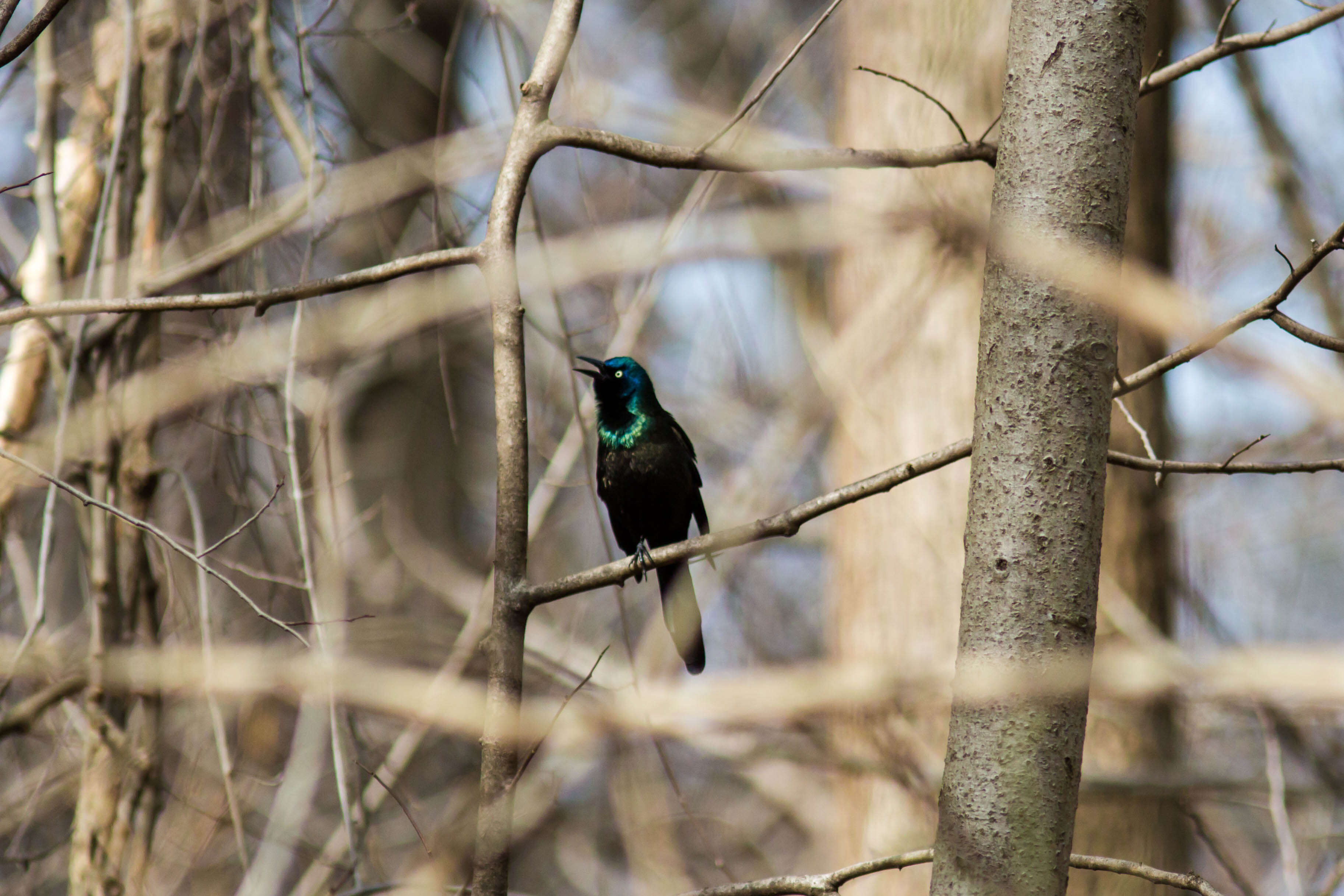 Image of Common Grackle