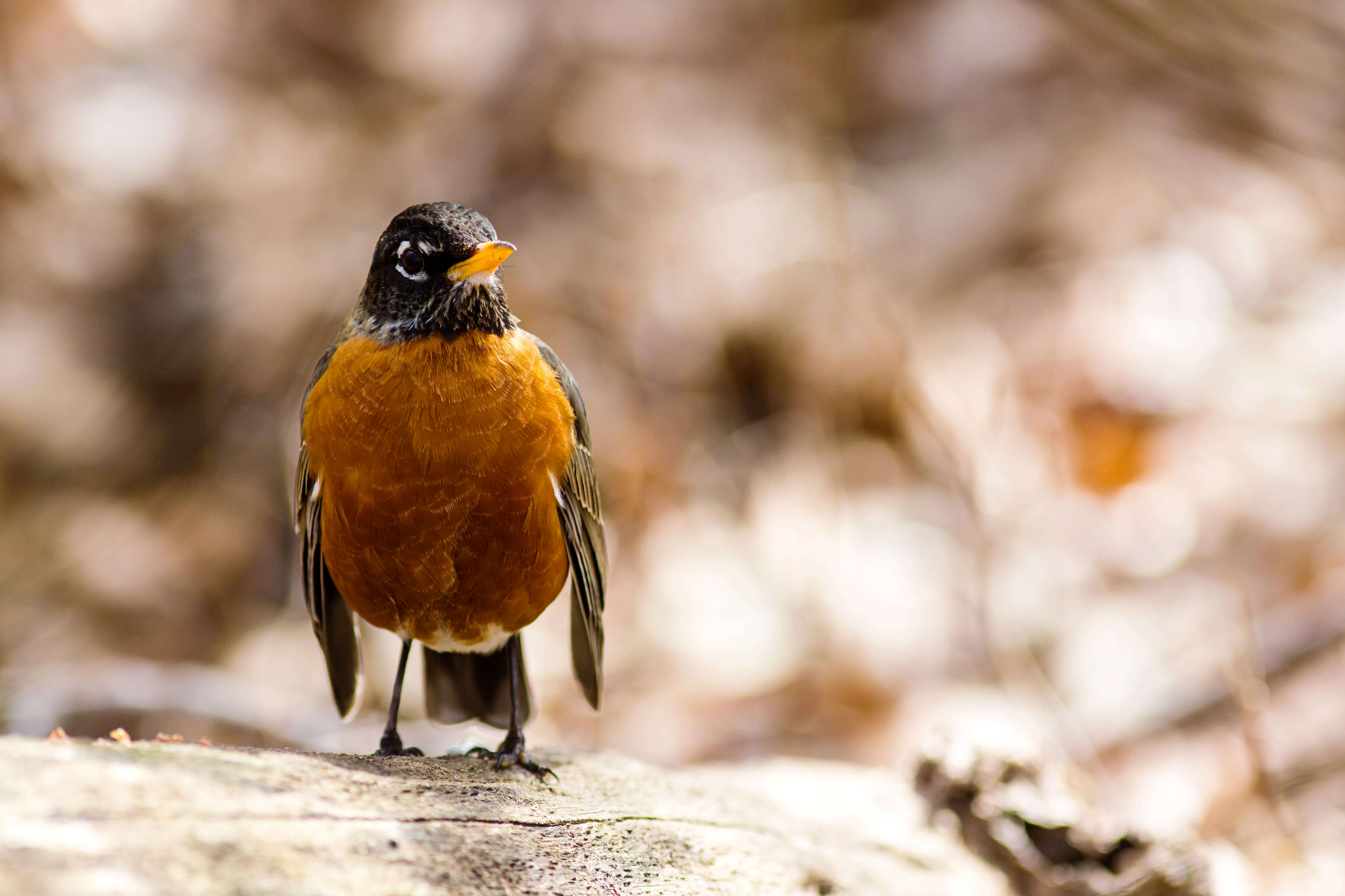 Image of American Robin